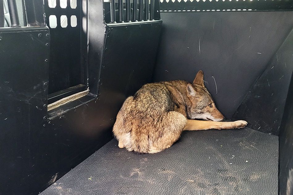 Texas authorities decide to euthanize a coyote after it bit three children