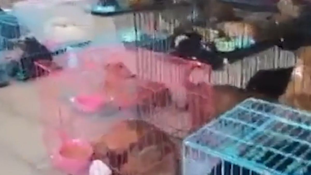 Część zwierząt nie przeżyła transportu.