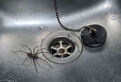 Inwazja pająków w domach w Wielkiej Brytanii. "Wyrzuciłem zasłony przez okno"