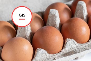 GIS wycofuje jajka. Wykryto bakterie Salmonelli