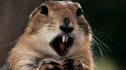 Furia natury [zwiastun] 1