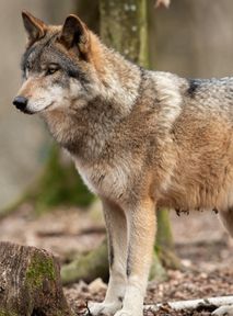 Wolf-dog hybrid found in Romania. Is there anything to be happy about?