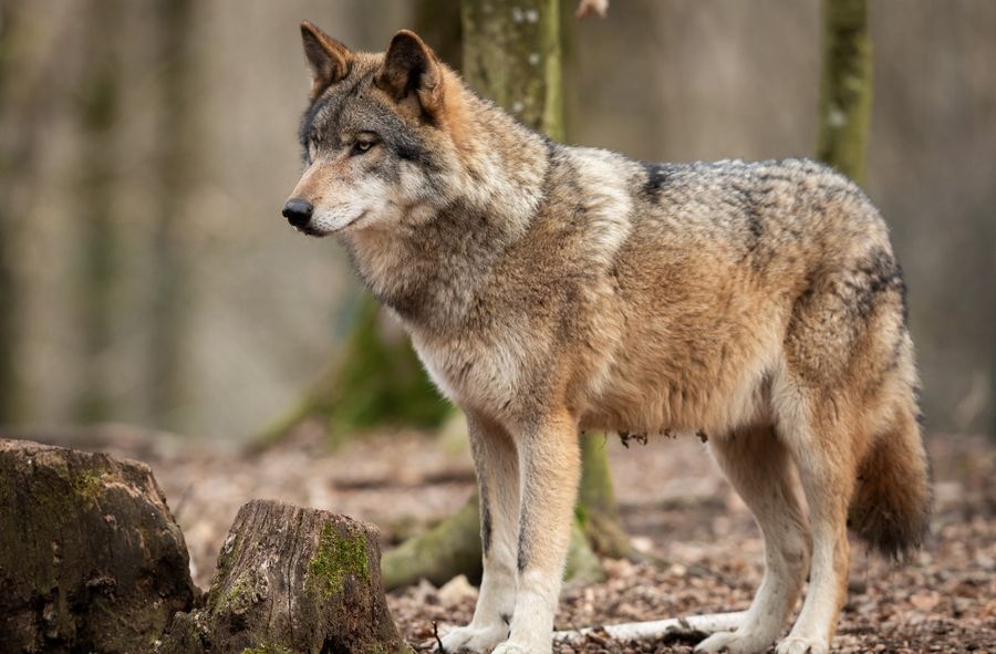 Wolf-dog hybrid found in Romania. Is there anything to be happy about?