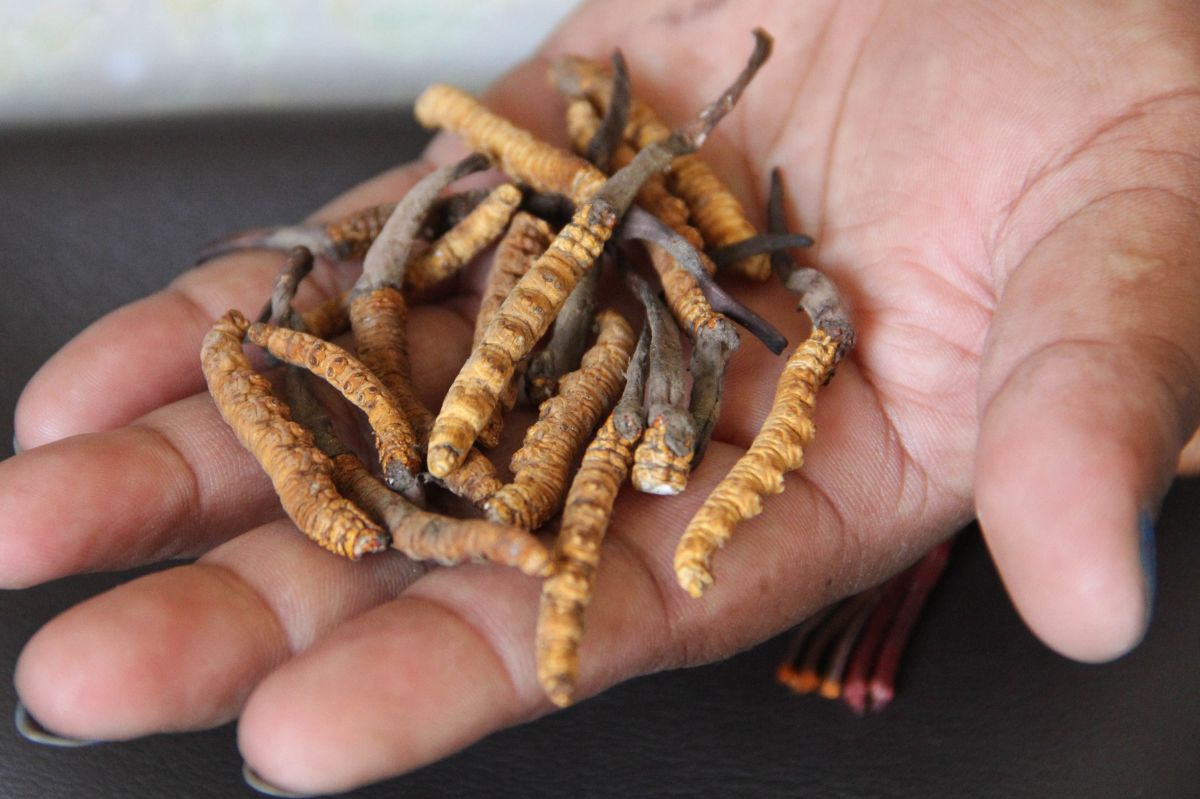 Yartsa gunbu also known as Chinese cordyceps