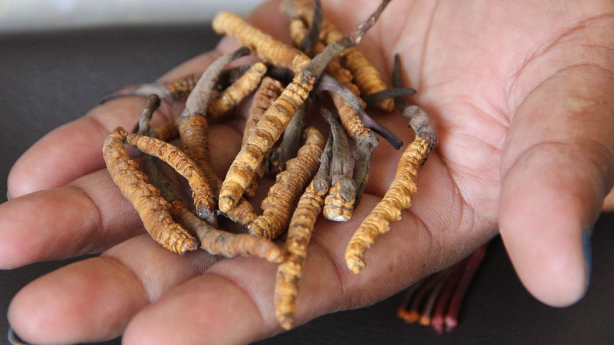 Yartsa gunbu zwany też kordycepsem chińskim