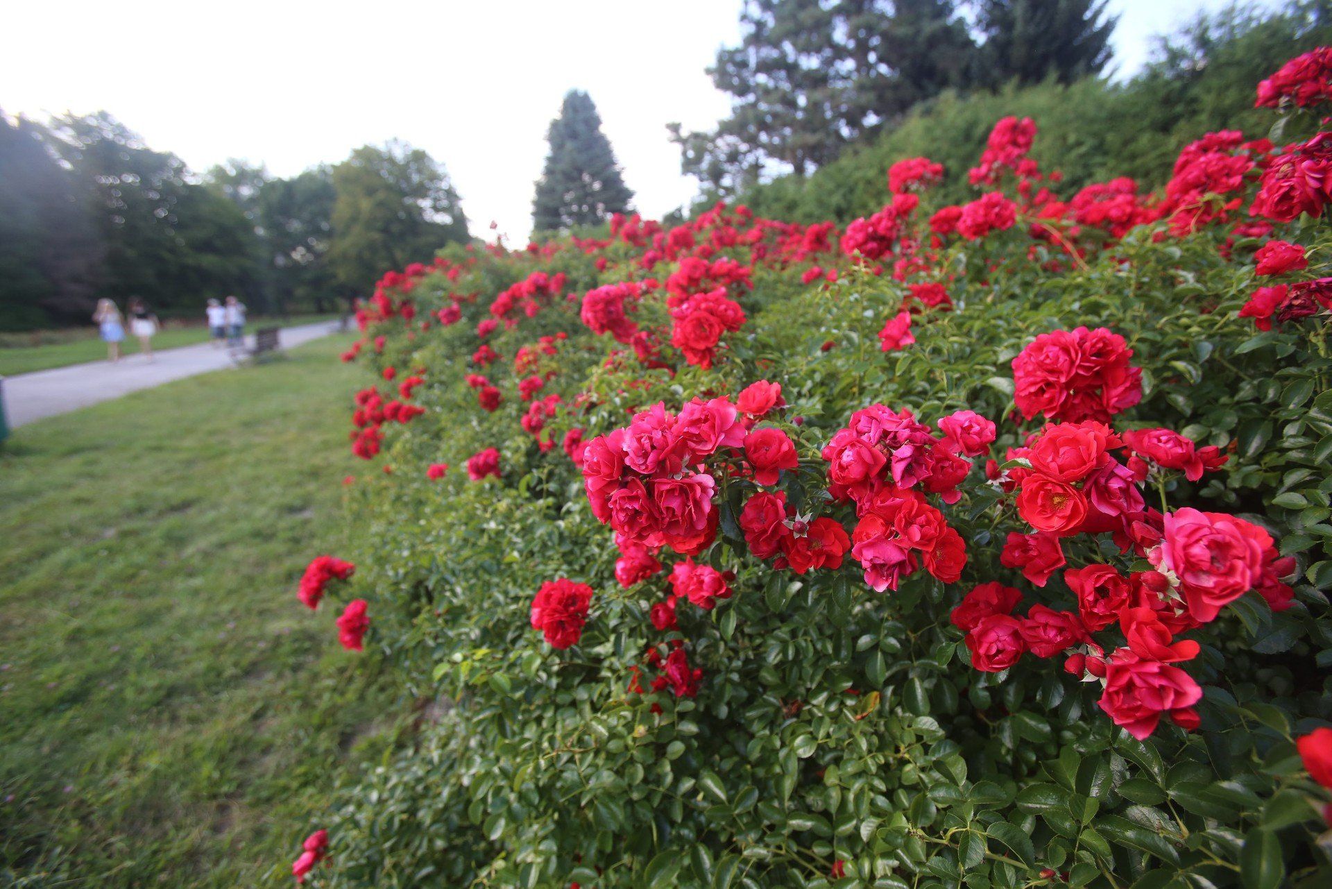 Rosarium w Parku Śląskim przejdzie metamorfozę