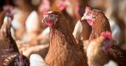 FAO alarmuje: Grypa ptaków może przerodzić się w pandemię!