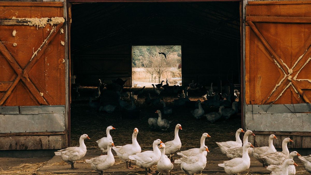 Francja ma dokonać uboju około 600 tys. ptaków hodowlanych, próbując powstrzymać ptasią grypę.