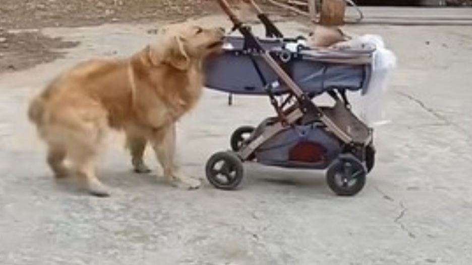 Wózek z dzieckiem zaczął się staczać. Na ratunek ruszył mu pies