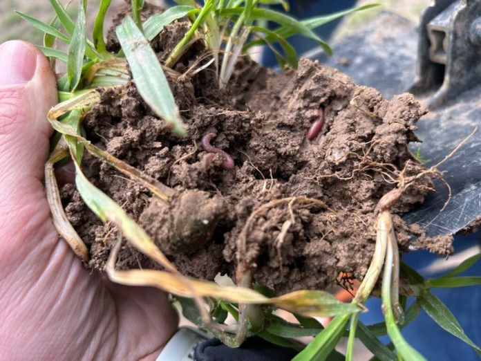 Wyzwania regulacyjne i perspektywy rozwoju preparatów mikrobiologicznych w Polsce