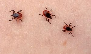 Kleszcze już są! Sanepid ostrzega spacerowiczów