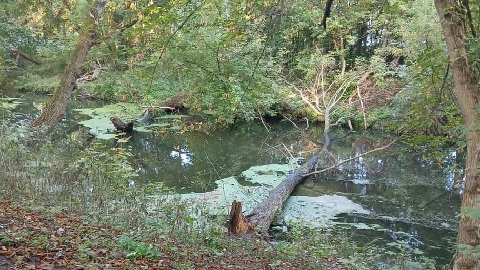 Zielony las z rzeką, na której unosi się zieleń, oraz powalonym drzewem leżącym na brzegu.