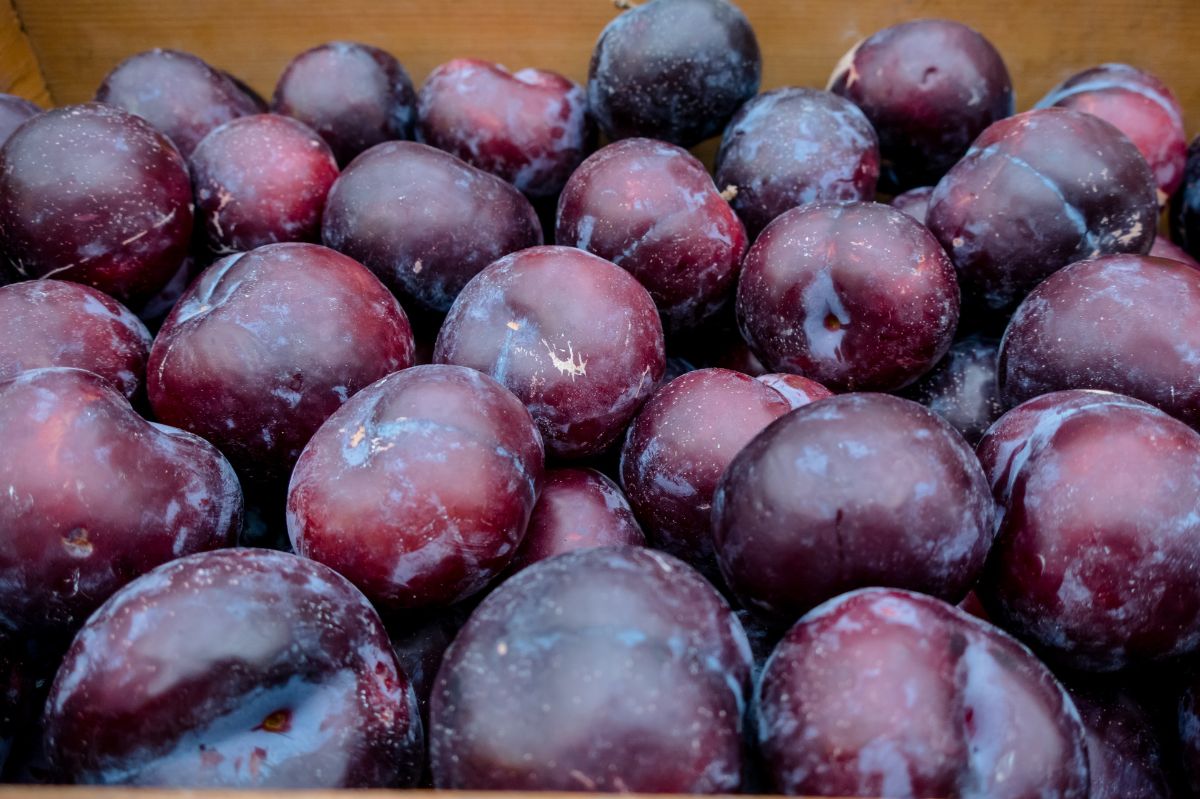 Who should not eat plums?