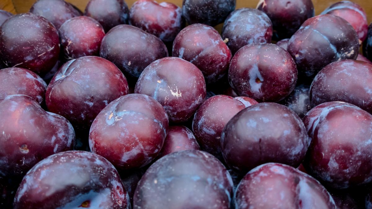 Kto nie powinien jeść śliwek? 