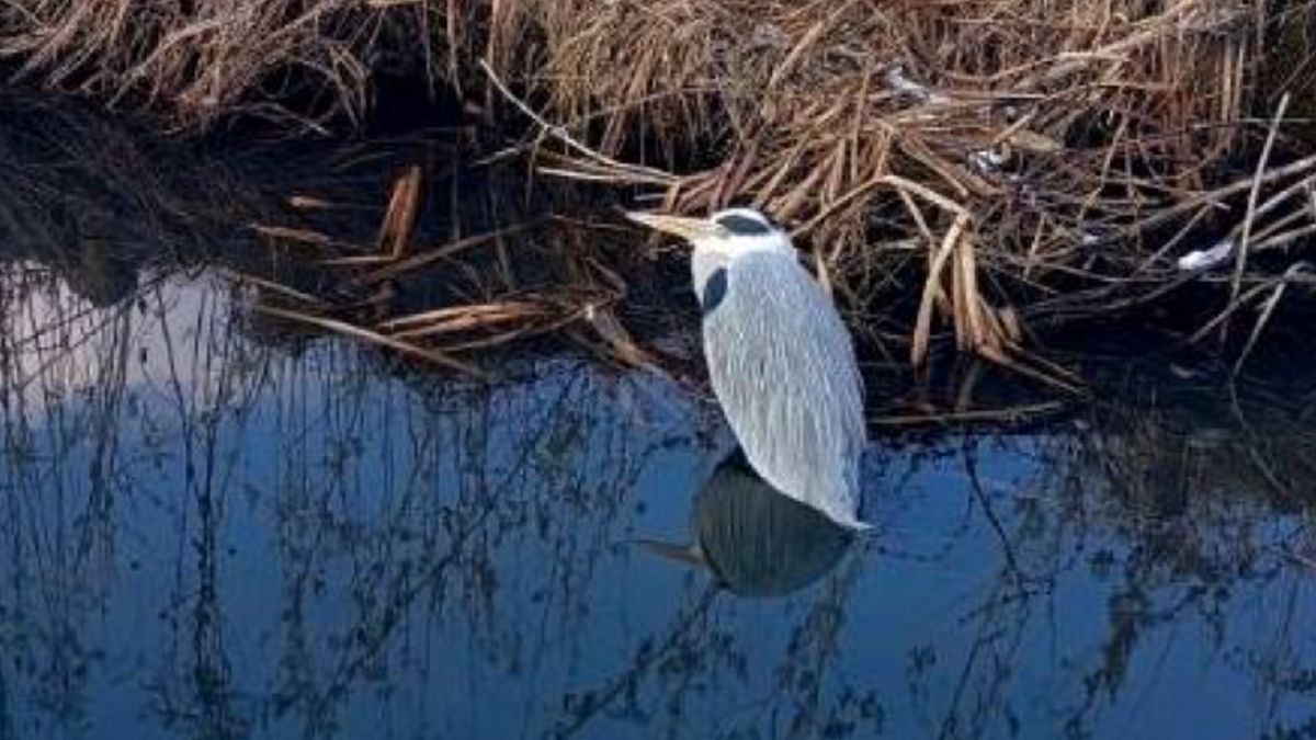 Rzadki widok w Warszawie. "Był osowiały i osłabiony"