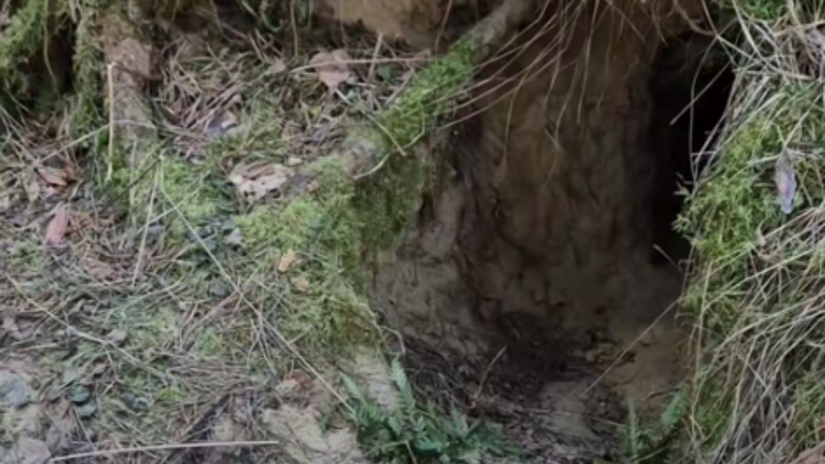 Pokazali norę wilka.