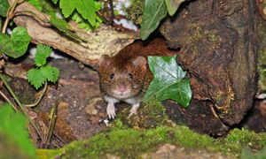 Włóż do nory. Nornice same się wyniosą