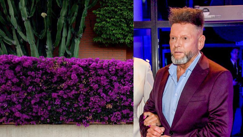 Żywopłoty, które wyglądają jak Krzysztof Rutkowski