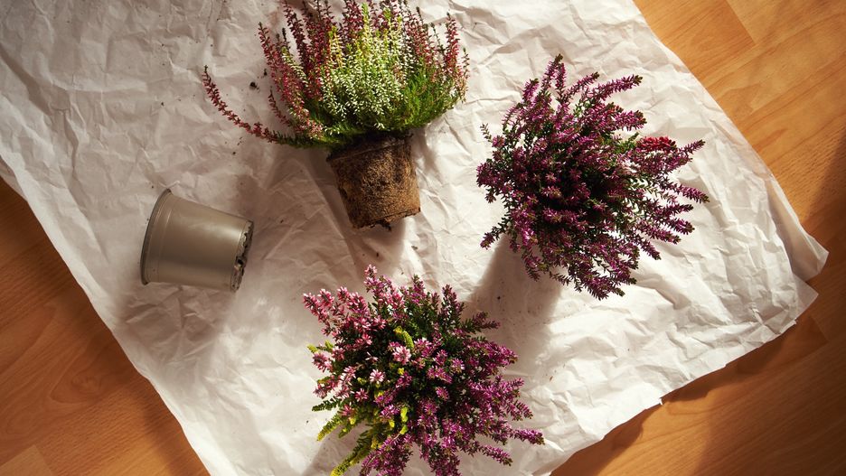 Transplanting potted heather flowers, indoors
Replanting of potted blooming heather plants at home in sunlight, top view
Madeleine_Steinbach
top view, three, replanting, flat