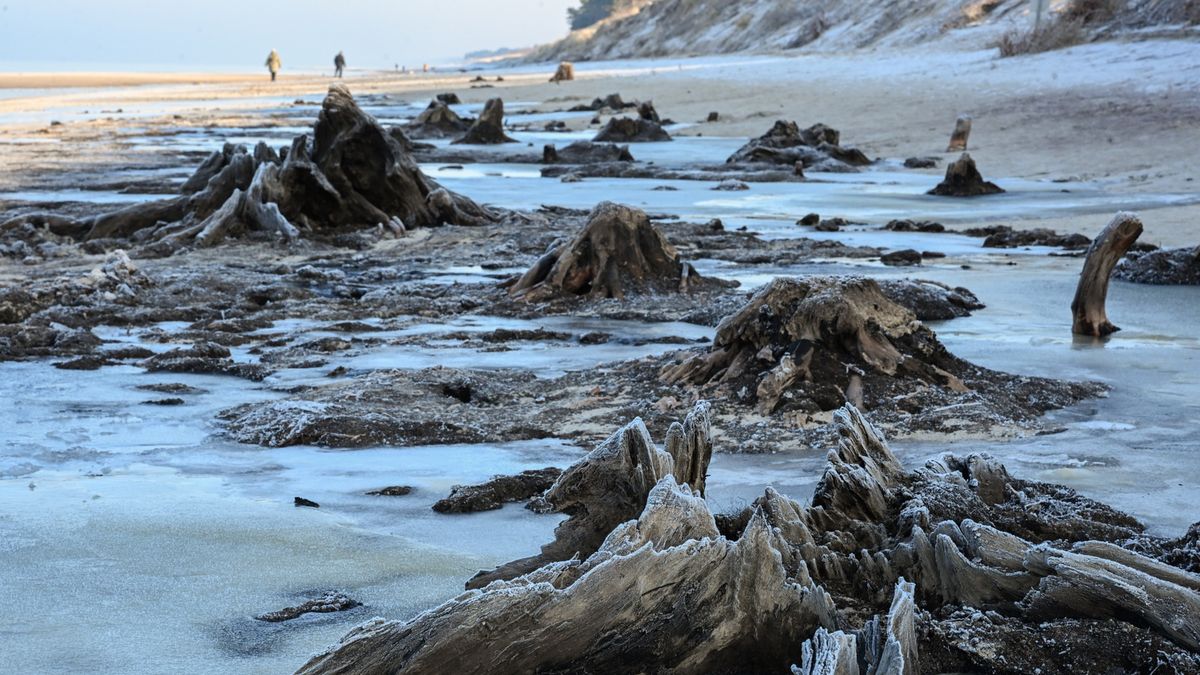 Niecodzienny widok na plaży w Łazach