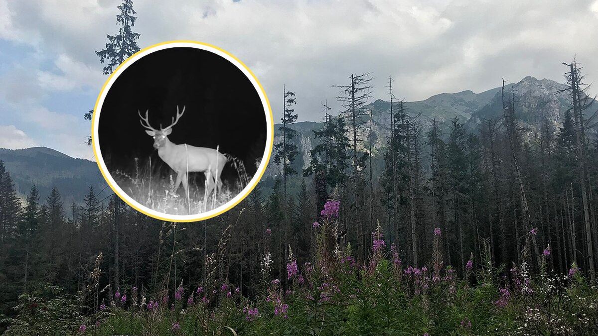 Jelenie ryczą w Tatrach. TOPR prosi o spokój i rozwagę