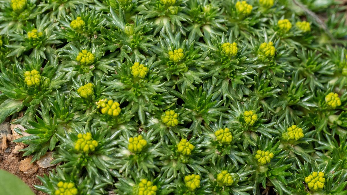 Zasiej zamiast trawy