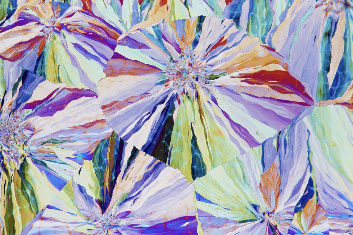Wspaniały świat z bliska, czyli finaliści Nikon’s Small World 2016. Polacy wśród wyróżnionych 17
