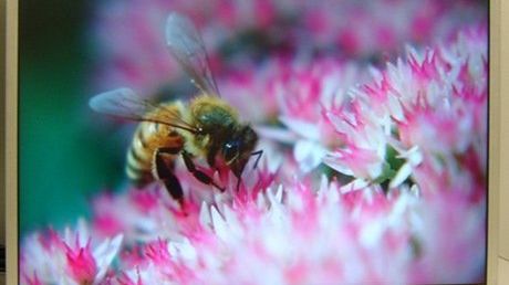 Pierwszy na świecie panel DisplayPort 1