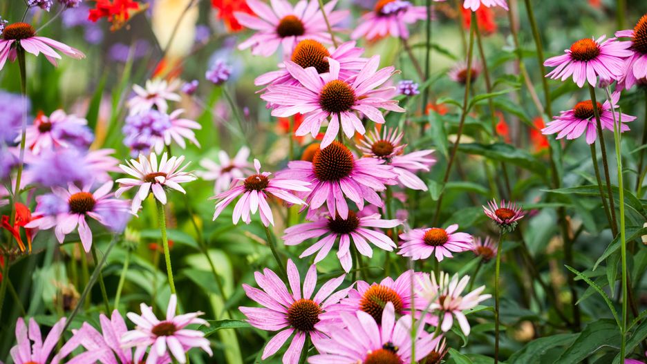 london, echinacea, closeup, pale, botanic, petals, medicine, tea, flora, pallida, purple, indian, garden, real, plants, background, species, health, uk, photography, remedy, natural, spring, medical, herbal, flower, botanical, summer, blossom, bee, bloom, treatment, violet, coneflower, pollen, purpurea, beautiful, nature, botany