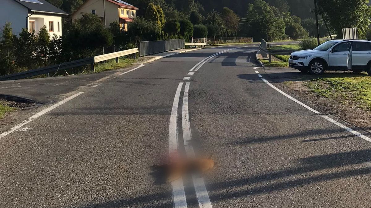 Lis zginął pod kołami rozpędzonego samochodu