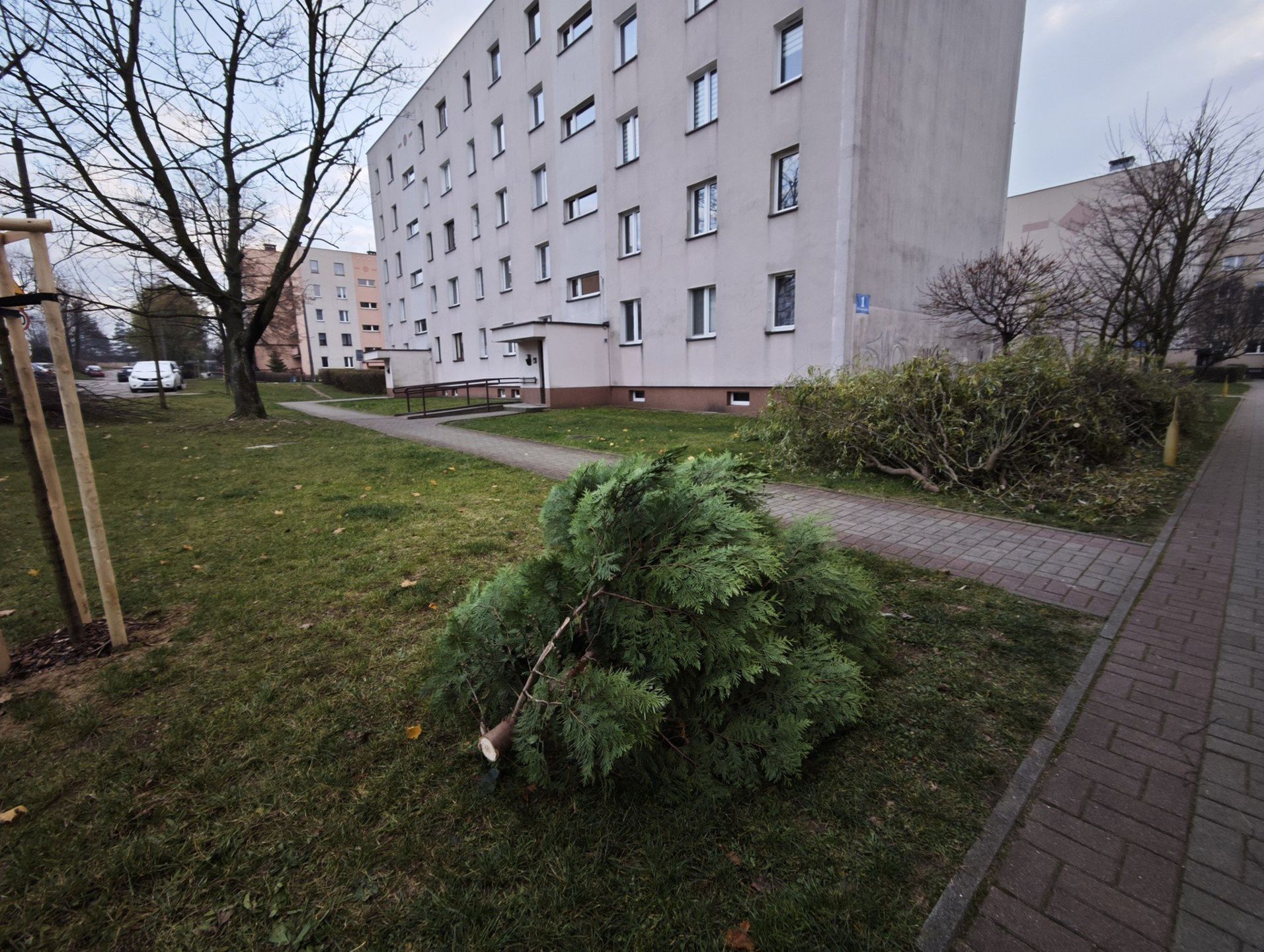 Na osiedlu Młodości w Chrzanowie trwa porządkowanie zieleni