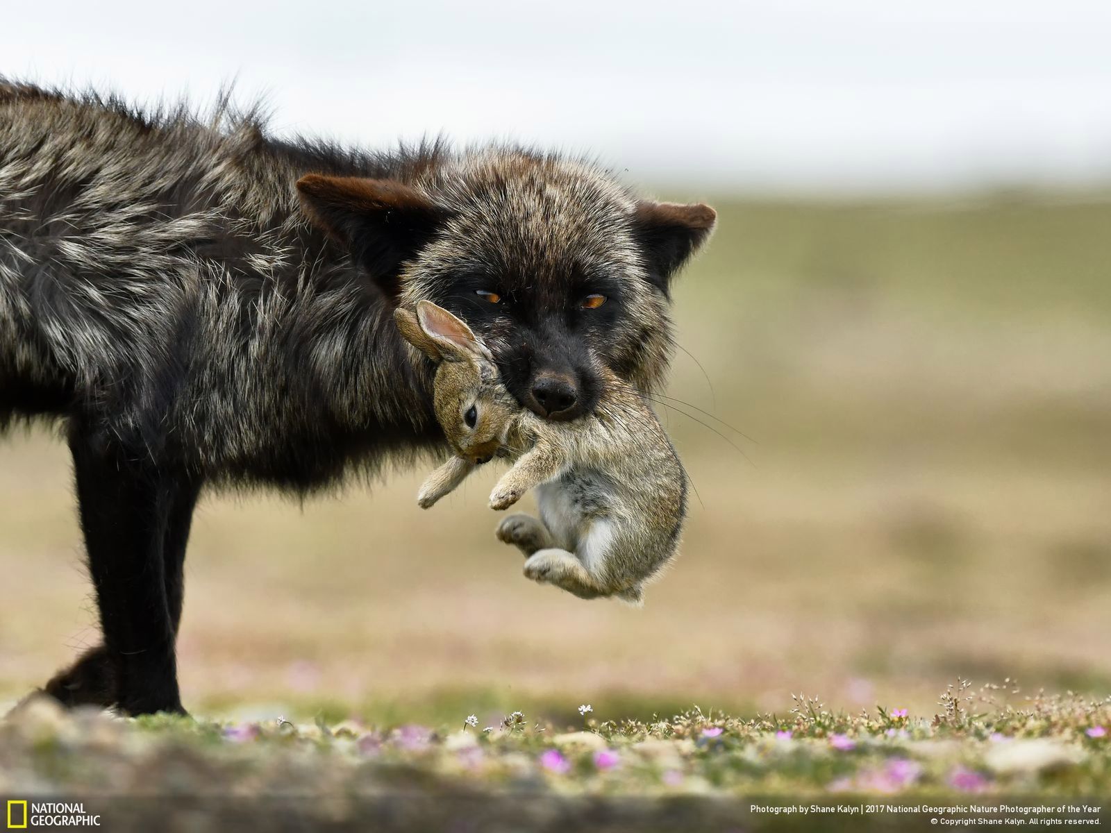 Poznaj najnowsze zgłoszone zdjęcia w konkursie Nat Geo Nature Photographer of the Year 2017 7