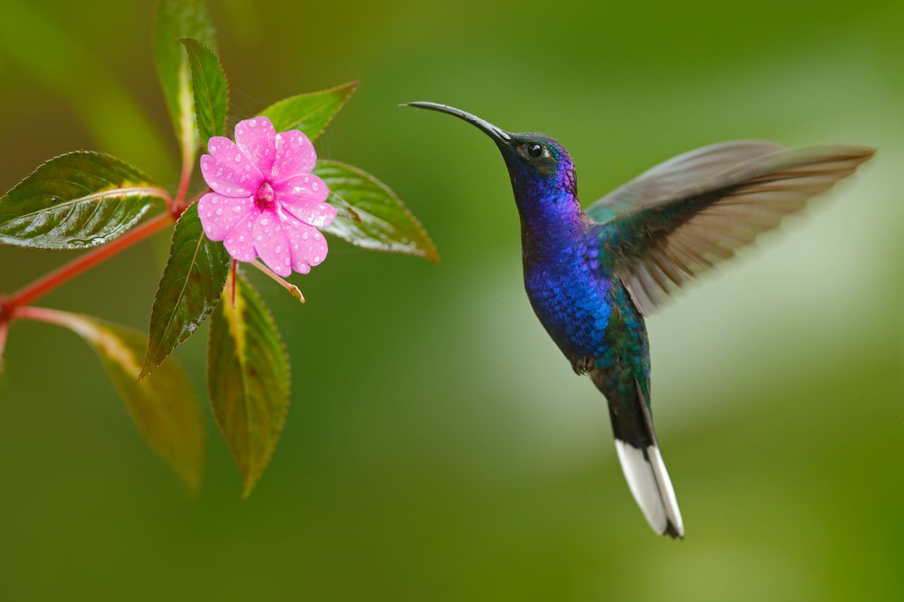 Koliber zapylający kwiat z depositphotos