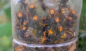 Wyłapie wszystkie szerszenie. Powieś przed domem, a przestaną krążyć