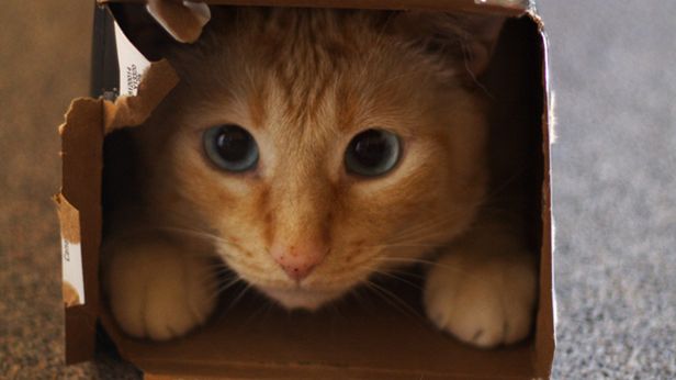 Najciekawsze witryny ze śmiesznymi obrazkami [TOP 10] 1