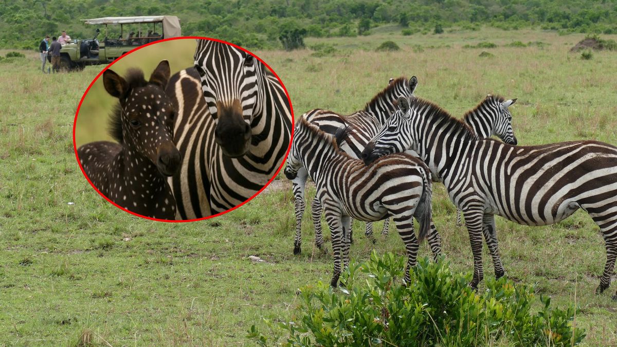 Zdjęcia zebry w kropki podbiły media społecznościowe 