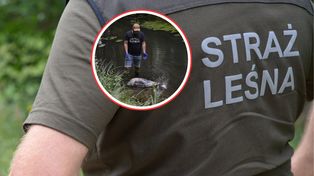 Rysicę znaleźli w rzece. Ktoś ją zastrzelił. Szokujące ustalenia