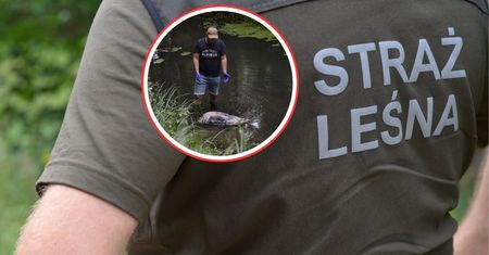 Rysicę znaleźli w rzece. Ktoś ją zastrzelił. Szokujące ustalenia