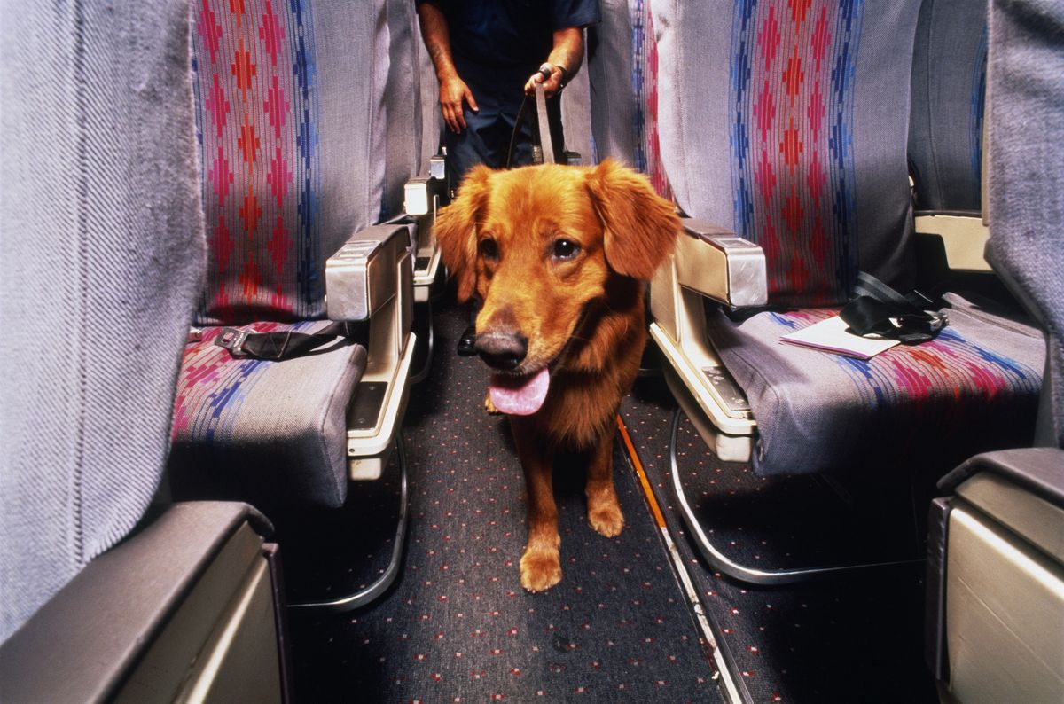 Pies w samolocie - zdjęcie poglądowe