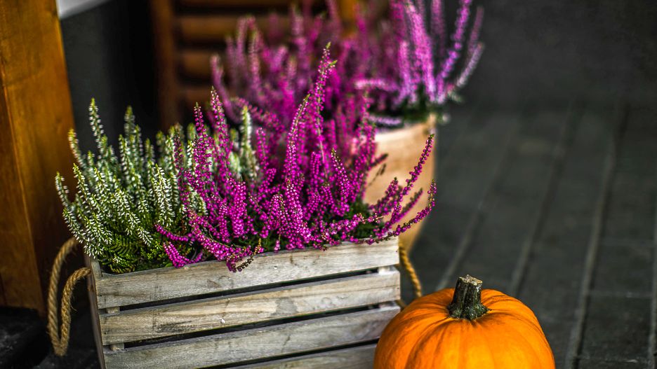 Jak zadbać o wrzosy w ogrodzie?