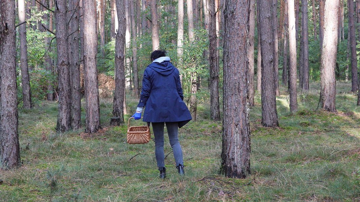 Wilki widywane są na terenie Rybnika, co niepokoi m.in. miejscowych grzybiarzy