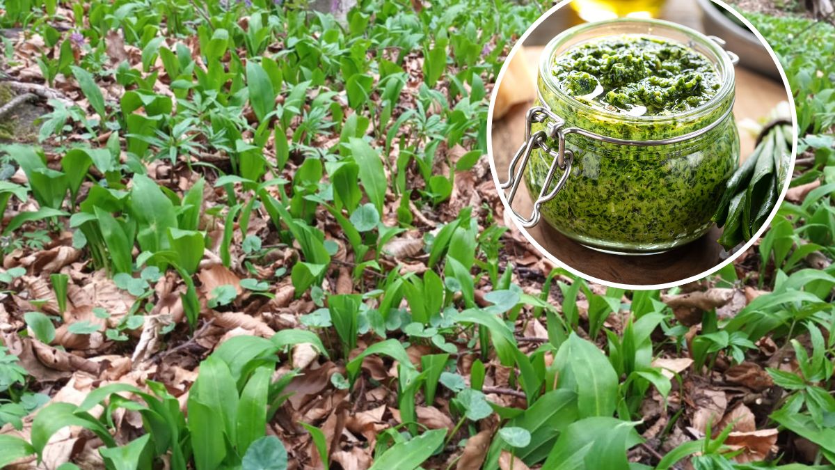 Sezon na czosnek niedźwiedzi zaczął się w marcu