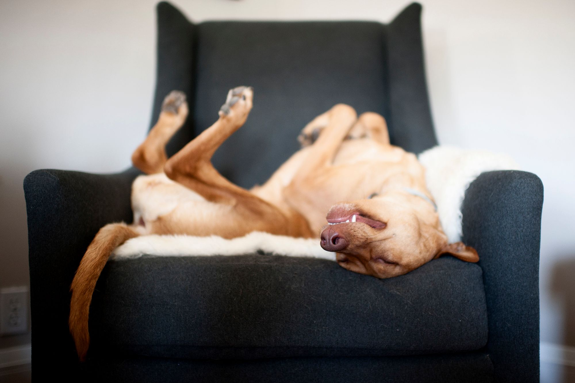 Najpiękniejsze zdjęcia psów w konkursie Dog Photographer of the Year 2018 20