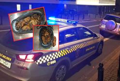 Zaskakujące znalezisko. Stado nietoperzy mieszkało w sportowych butach