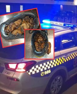 Zaskakujące znalezisko. Stado nietoperzy mieszkało w sportowych butach