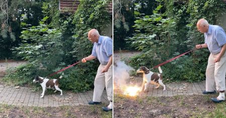 Korwin-Mikke znów szokuje. Rzucił psu petardę