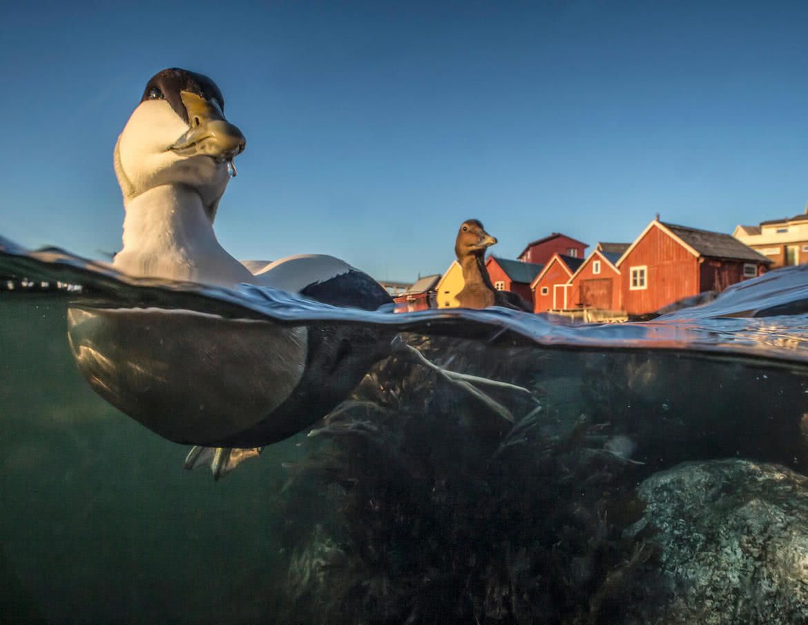 Oto najlepsze zdjęcia ptaków w konkursie Bird Photographer of the Year 2017 22