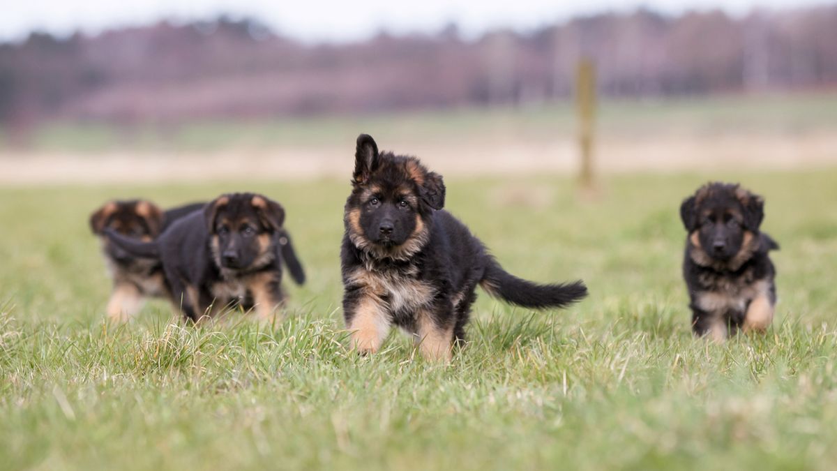 Owczarek niemiecki to jeden z najczęściej wybieranych ras psów