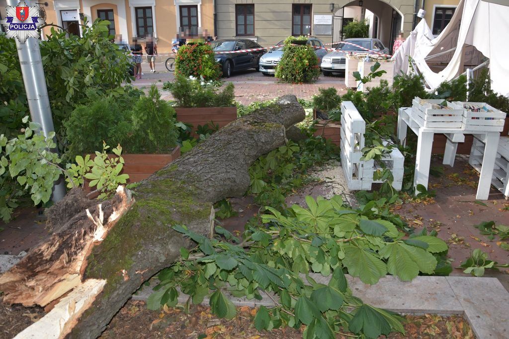 Potężny konar spadł na ludzi w Zamościu