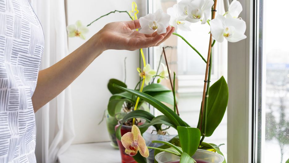 woman gardener  taking care of indoor plants, exotic flowers on the windowsill, white orchid, phalaenopsis. Home gardening. Greenery at cozy house. 
orchid, phalaenopsis, garden, woman, care, gardening, Greenery, green, plant, house, lifestyle, gardener, exotic, flower, growth, spring, female, happy, girl, water, summer, leaf, gardening, hobby, people, person, organic, flower, nature, leisure, plants, pot, growing, home, flowers, healthy, care, apron, cozy, interior, floral, holding, room, flowerpot, orchid, phalaenopsis, garden, woman, care, gardening, greenery, green, plant, house, lifestyle, gardener, exotic, flower, growth, spring, female, happy, girl, water, summer, leaf, hobby, people, person, organic, nature, leisure, plants, pot, growing, home, flowers, healthy, apron, cozy, interior, floral, holding, room, flowerpot